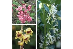 THOMPSON & MORGAN Fragrant Winter Flowering Shrubs Collection Fully Hardy Easy to Grow and Highly Scented Outdoor Winter Plants, 3 x Winter Plants (Viburnum, Chimonanthus & Sarcocca) in 9cm Pots by Thompson and Morgan