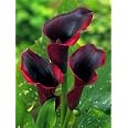 5 Bulbi Di Ortensia Blu - Piante Perenni, Fiori Grandi E Decorativi, Per Giardino O Vaso, Resistenti