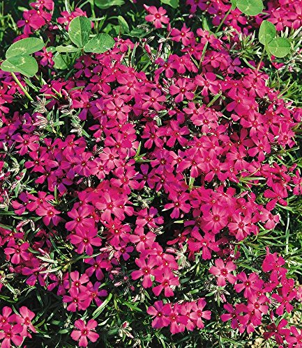 BALDUR-Garten Phlox-Mix „Flowers of the Sea“,4 Pflanzen - 6