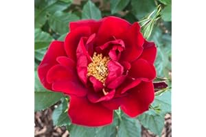 YOUGARDEN Harkness Roses 'Special Dad' Rose ®, Potted in a 4 Litre Pot, Ready to Be Planted Out