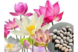 WALWI 30x Semillas de loto - Nelumbo nucifera -3 colores (blanco, rosa y rojo),- planta acuática para estanque y jardín - loto verdadero
