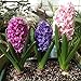 Produktbild Bornbayb 300 Stücke Hyacinthus Orientalis Samen Orientalis Bonsai Blumensamen, farbe Gemischt