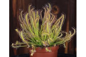 CAMBRIDGE BEE Drosera Capensis Sundew Plant - Carnivorous Plant - 8.5cm Pot