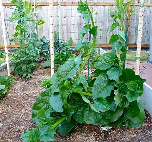 Preisvergleich Produktbild AGROBITS nglades Pui Shak - Spinat / la (Grossblaettriger) Grün