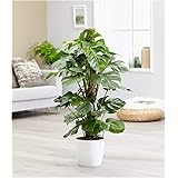 BALDUR Garten Monstera - Fensterblatt ca. 50 cm hoch, 1 Pflanze Pflegeleichte Zimmerpflanze auch für dunklere Standorte Zimme