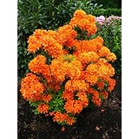 bronzegelb blühende Garten Azalee Rhododendron luteum Golden Eagle 30-40 cm hoch im 5 Liter Pflanzcontainer
