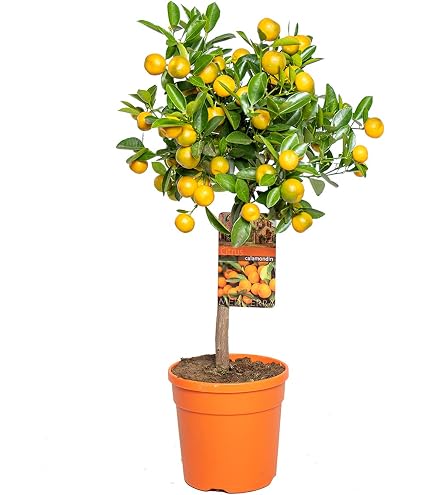 Bergamotier En Pot - Plant De Bergamote Italien - 70 Cm - 2-3 Ans - Pour Parfums Et Cuisine