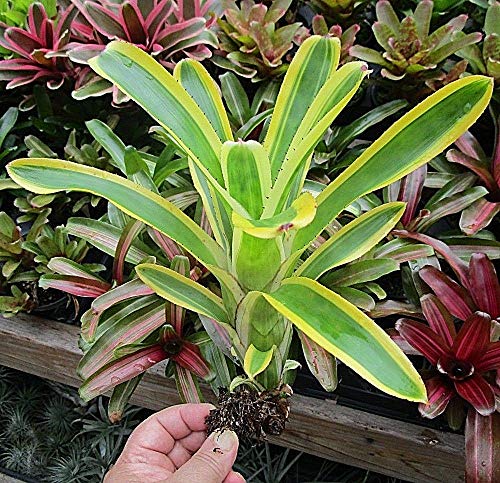 Semi Organici Liad Aechmea Nudicaulis Flavomarginata Cluster Di Triplette Bellissima By Farmerly - 