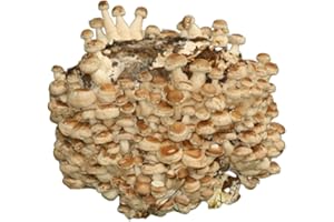 Hawlik Pilzbrut - Bio cultivo de setas Shiitake - Cultura de shiitake orgánico para cultivar uno mismo - setas autocultivo - cultivarse champiñones frescos en casa - kit cultivo setas comestibles