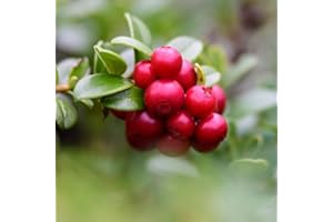 Potted Fruit Bush Lingonberry, Easy to Grow Garden Plant Producing Heavy Crops of Tangy Red Berries in Autumn, 1 x Lingonberry Ida Plant in a 9cm Pot by Thompson & Morgan