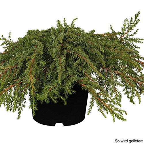 Teppichwacholder Green Carpet, Juniperus communis, 20-30, C2, 1 Pflanze - 3
