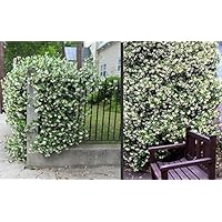 Sternjasmin ca. 150-160 cm - Immergrün, Duftend & Winterhart Trachelospermum jasminoides