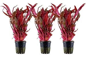 AquaOne Aquarium Pflanze 3 Stück Alternanthera reineckii 'Pink' I Wasserpflanze Aquariumpflanze Stängelpflanze voll durchwurzelt einfach pflegeleicht Aquascaping Dekoration