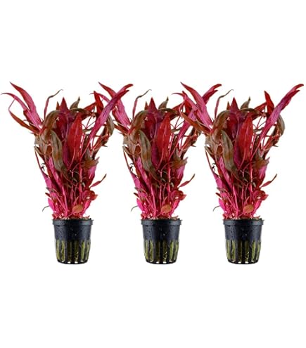 Pflanzen-Set Für Malawi-/Barsch-Aquarien (bis 400 Liter) – Robuste Wasserpflanzen Für Hartes Wasser