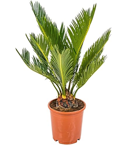 Dwergpalm - Chamaedorea elegans - Hoogte 30-40cm - ⌀12cm - Plant in a