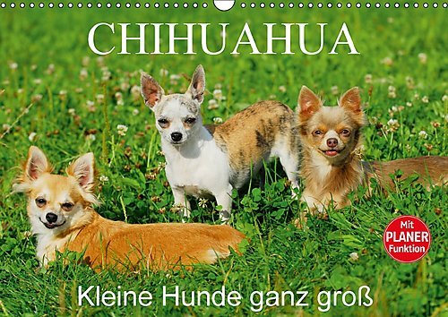 Chihuahua - Kleine Hunde ganz groß (Wandkalender 2017 DIN A3 quer): Die kleinste Hunderasse der Welt auf 13 faszinierenden Fotos (Geburtstagskalender, 14 Seiten ) (CALVENDO Tiere)