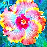 100 Riesen-Hibiskus-Blumensamen Indoor-Mix Farbe Seed DIY Hausgarten Topf oder Hof Blumenpflanze Staude Topf