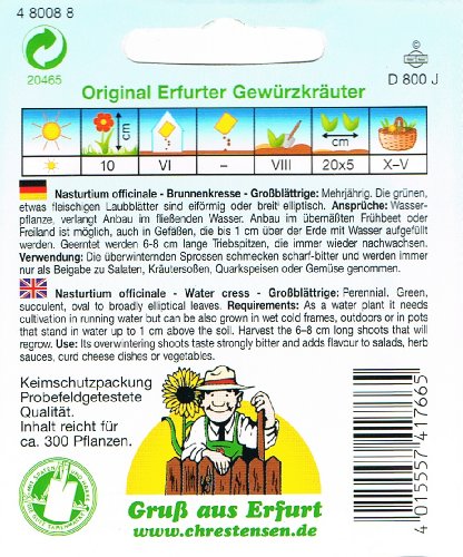 Brunnenkresse Kresse großblättrig mehrjährig - 2