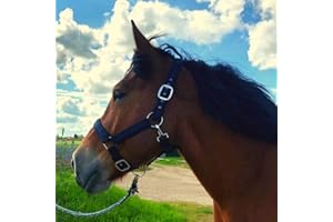 PFERDELINIS Cabestro para caballos de sangre fría, cabestro xxfull, cabestro ajustable con 2 compartimentos en la correa de la barbilla y la nuca (negro y azul, XFull (sangre fría))