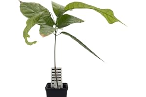 HAPPY EXOTICS 1 Kakaobaum | Theobroma Cacao | Varietät Forastero | Kakaopflanze aus Samen aus Südamerika | Selten in der EU | Zimmerpflanze | Schokoladenbaum | Kakaofrucht | Kakaobohnenpflanze