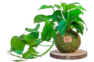 Kokedamas Lucciana Pothos Naturel - Kokedama Intérieur | Boule de Mousse Vivante | Plante Naturelle | Plante Intérieure ou Extérieure | Décoration Maison | Entretien Facile