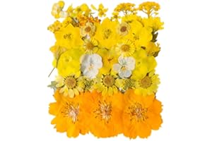 YoothBro Jaune Fleurs Sèches Pressées pour Les Moules en résine, Vraies Fleurs Naturelles Pressées pour leBricolage, la Fabrication de Bougies, la Décoration desOngles