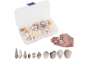 QINGYIWL Conchiglie decorative, conchiglie per fai da te, conchiglie miste, 10 tipi di conchiglie oceaniche, conchiglie da spiaggia, per feste, matrimoni, decorazioni fai da te, bagno, decorazioni per