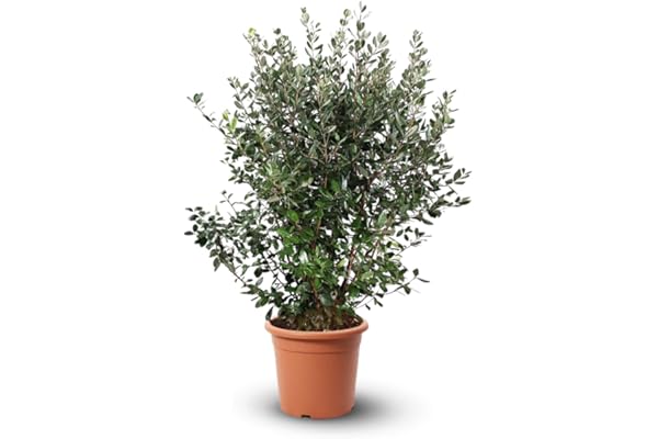 Attitude Jardin - Feijoa sellowiana - arbuste persistant - 110-120 cm - ⌀ 24 cm - plante d'extérieur