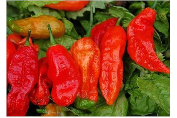 Chili Bhut Jolokia hot pepper - piment - 5 graines