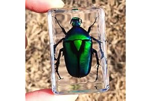 EARNMORE ZYHA Insect Resin，Real Giant Insect Paperweight Taxidermy Specimen ，Real Insect Specimen Transparent Resin Creative Small Ornaments Kindergarten Teaching Observation Toy Scorpion Spider Beetle