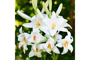 COOTO Giglio di Sant Antonio Bulbi – Rizoma Giglio di Sant'Antonio - Bulbi Giglio Sant Antonio - Piante Vere da Esterno Gigli Fiori - Semi Fiori Perenni Giardino - Lilium Bulbi Fiore
