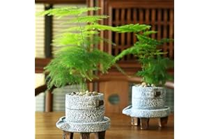 Haloppe 10 Stücke Spargel Setaceus Pflanzen Samen für Hausgarten Pflanzen, Spargel Farn Samen Mehrjährige Kräuter Eingemachte Bonsai Pflanze Hausgarten Dekor Saatgut