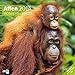 Affen 2014 Art12 Collection by 