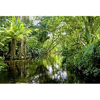 Téléchargement gratuit Images Scenolia Papier Peint Intisse Foret Et Riviere Dans La Jungle le plus cool salutations