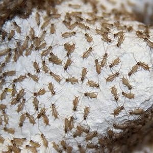 1 Dose Heimchen micro - Futterinsekten, Futtertiere, Inhalt ca.150 Stück