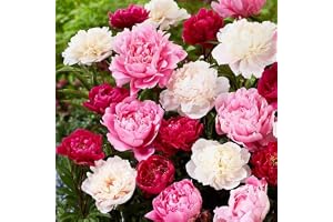 ZXZHYiYao Passion Peonies Collection (100 stycken) | 3 färger blandning