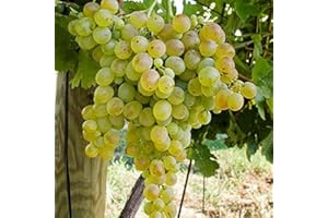 GENERICO Pianta di UVA VITE innestata DA TAVOLA ZIBIBBO in vaso 16 cm FOTO REALE AMDGarden