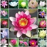 Serdar &Ccedil;am Tohumculuk 6 Farklı Lotus &Ccedil;i&ccedil;eği Tohum Nil&uuml;fer &Ccedil;i&ccedil;eği Tohumu Lotus Tohumu, 659862669826