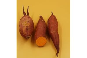 ‎WEINHAUS MÜLLER BORNHEIM Weinhaus Müller Bornheim Frische orange Deutsche Süßkartoffeln aus eigenem Anbau I Sweet Potatoes