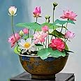 Japanese bonsai lotus multicolor flower pack of 18