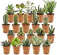 Desertworld Mini-Kakteen & -Sukkulenten, 20er Set - Verschiedene Arten, sehr pflegeleicht, benötigen wenig Wasser - Tolle Dekoration, für Indoor & Garten - Topf-Ø 6 cm, Pflanzenhöhe: 8-15 cm