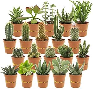 Desertworld Mini-Kakteen &amp; -Sukkulenten, 20er Set - Verschiedene Arten, sehr pflegeleicht, ben&ouml;tigen wenig Wasser - Tolle Dekoration, f&uuml;r Indoor &amp; Garten - Topf-&Oslash; 6 cm, Pflanzenh&ouml;he: 8-15 cm
