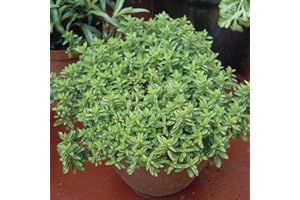 Marjoram 'Compact' (Origanum vulgare 'Compactum') Herb Plants – Grow Your Own Herbs Ideal for Greenhouse, Garden, Polytunnel, Large Pots or Containers - UK Grown by Park Farm Plants (1 x 9cm Pot)