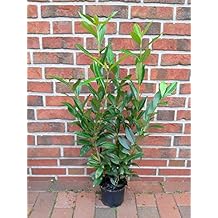 Kirschlorbeer Baum Kirschlorbeer Baum