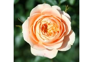 GARDENEXPERT Rosa Bush Rose Petite Floribunda 'Sweet Dreams' Plant
