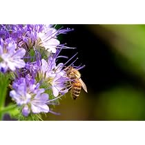 5000 Phacelia Samen Bienen Wiesen Blume Phacelia tanacetifolia Wildblume  Dnger : Amazon.de: Garten