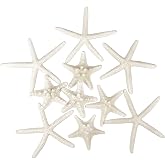 Jangostor 12 Pieces Starfish, 5-15 cm Mixed Natural Shells for Wedding and Beach Theme Party Decoration