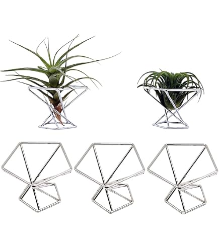Vert Air Plant Display - II, Supporto da parete per piante aeree in cristallo, Supporto