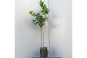 SAVINI VIVAI L'ARTE DI FARE NATURA SAVINI VIVAI Plante d'agrumes Yuzu en Fitocella Hauteur 100-120 cm de 1 an de greffe Made Italy