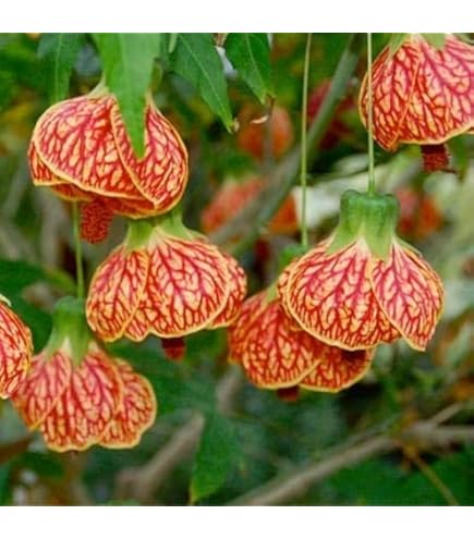 Chitra Nursery Lantern Hibiscus live Plant Lanthana Joba Hanging